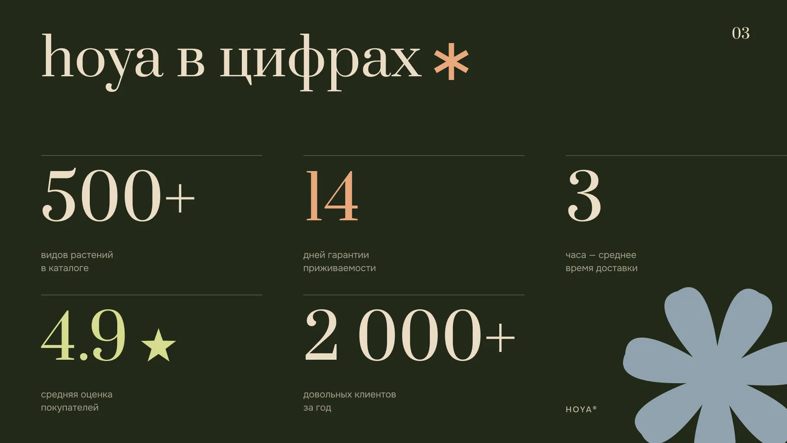 Hoya — презентация магазина растений — 3