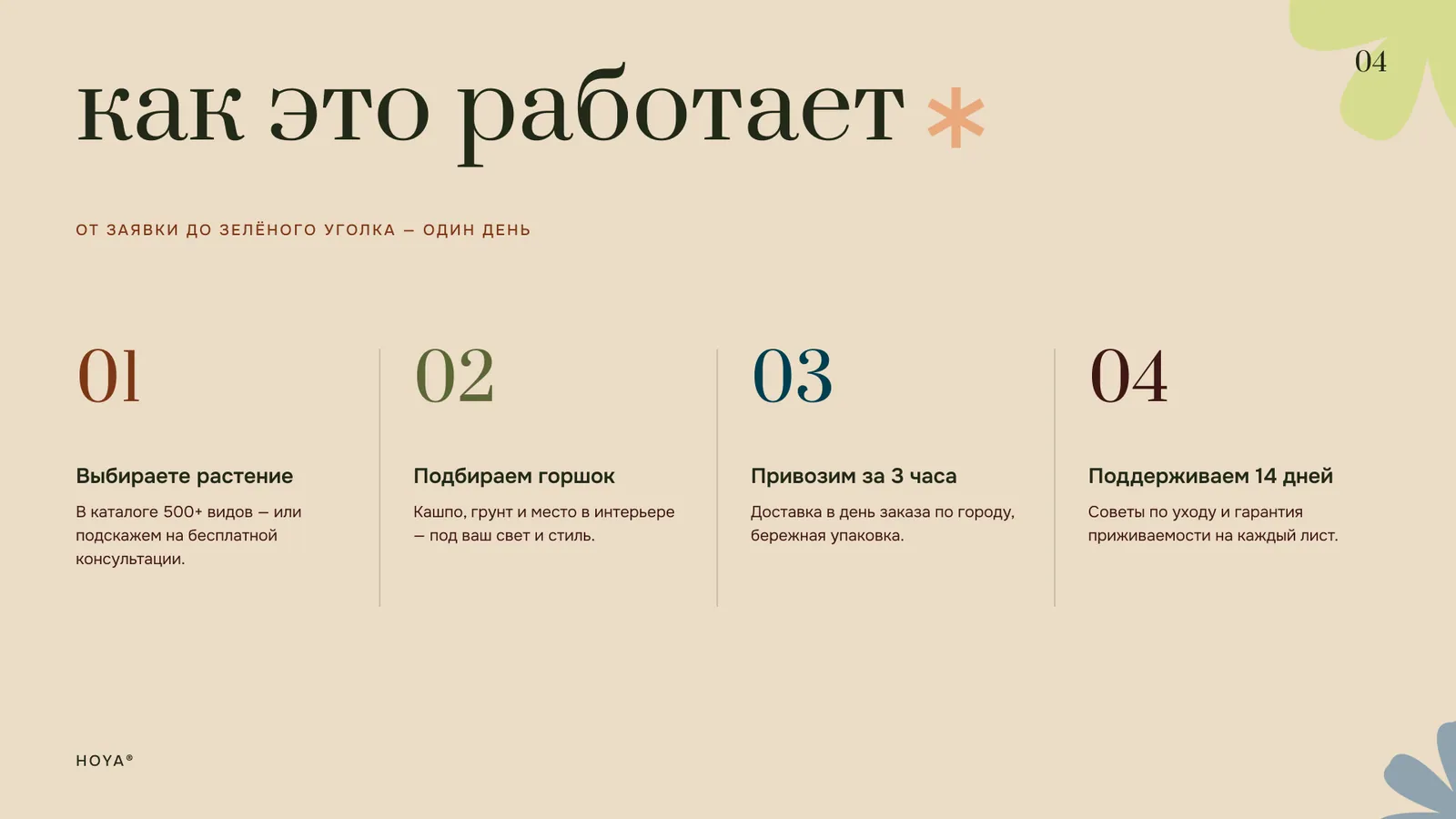 Hoya — презентация магазина растений — 4