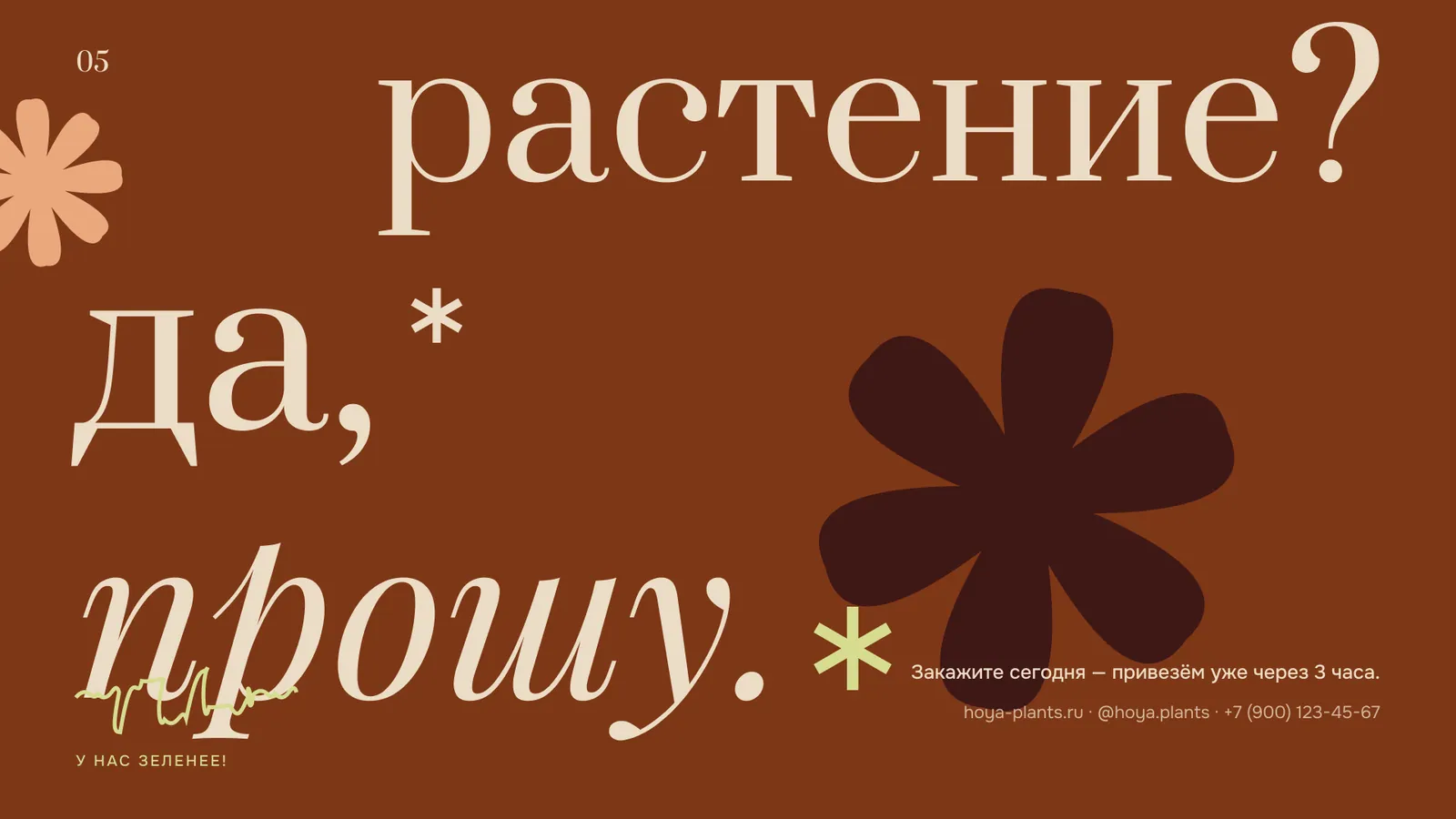 Hoya — презентация магазина растений — 5