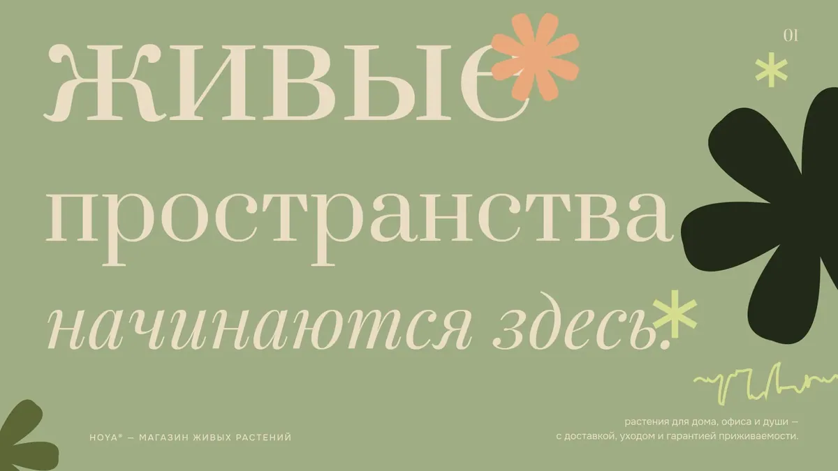 Hoya — презентация магазина растений